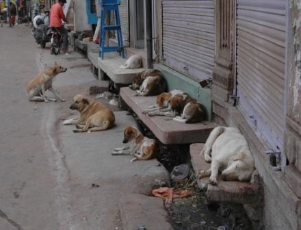 Stray dogs unleash terror in Gingal Uri